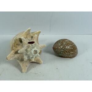 Large Natural Sea Shell Lot Conch & Turban Shell Beach Coastal Decor